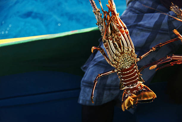 homard à épines - underbelly photos et images de collection