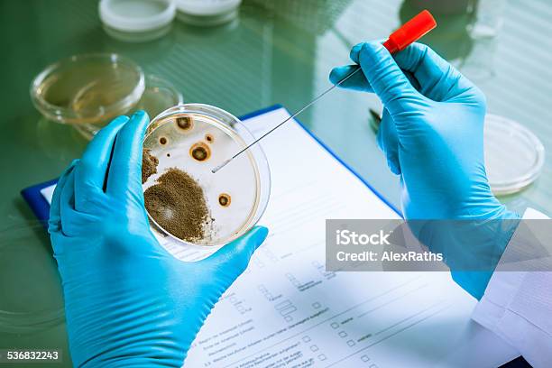 Agar Plate With Growing Germs Stock Photo - Download Image Now - 2015, Agar Jelly, Analyzing