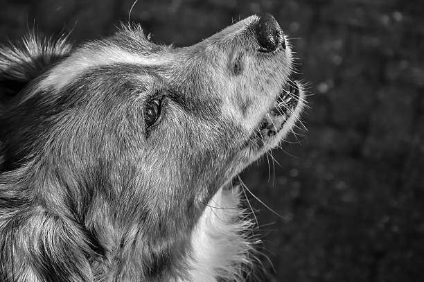 istock Kooiker dog in black and white 536832423