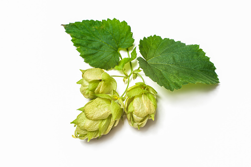 Ripe green hop cones with leafs isolated on white background
