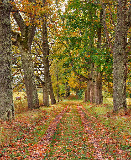 istock Countryside road in autumn, Latvia 536835662
