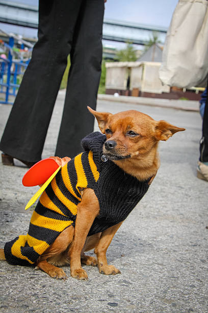istock dog in costume of bee 536836205