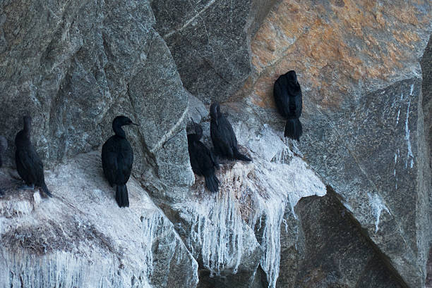 istock Sea birds on rocks  California,rough water 536837878