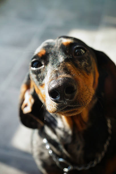 istock Sad Portrait Dachshund dog (teckel) 536839245