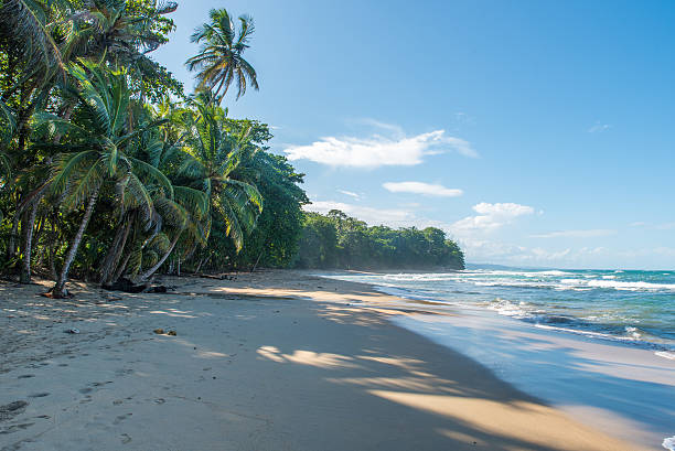 istock Punta Uva beach in Costa Rica, caribbean coast 536843276