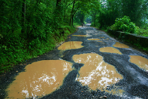 bumpy road in the forest