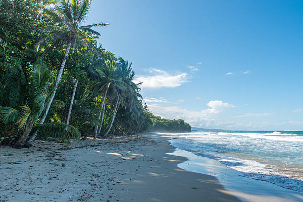 istock Punta Uva beach in Costa Rica, caribbean coast 536844066