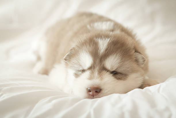 istock siberian husky puppy sleeping on white bed 536844796