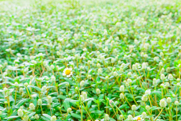 Small yellow flower with white flower background