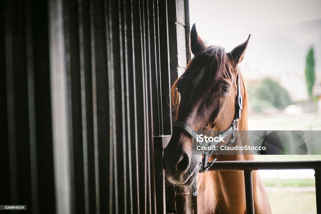Caballo  - Foto de stock de Caballo - Familia del caballo libre de derechos