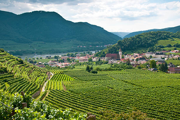 istock Vineyard in the famous Austrian winegrowing area Wachau (Spitz), Austria 536845724