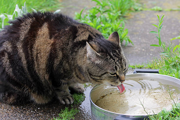 Cat Is Thirsty And Drinking Rainwater Stock Photo - Download Image Now - Domestic Cat, Drinking Water, Bowl - iStock Cat Is Thirsty And Drinking Rainwater Stock Photo - Download Image Now - Domestic Cat, Drinking Water, Bowl - iStock