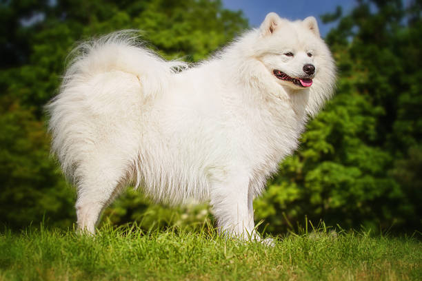 istock Portrait of Samoyed closeup. Sled dogs. 536845986