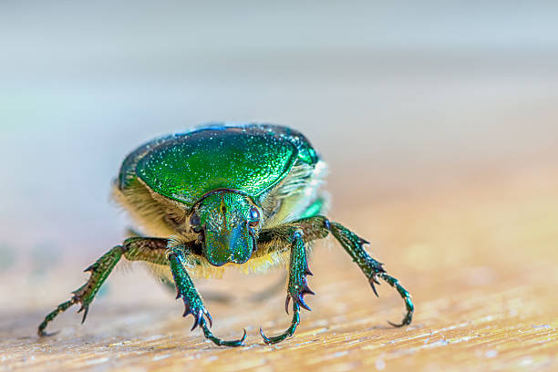 istock head of green insect Chlorocola africana smaragd bug 536846194