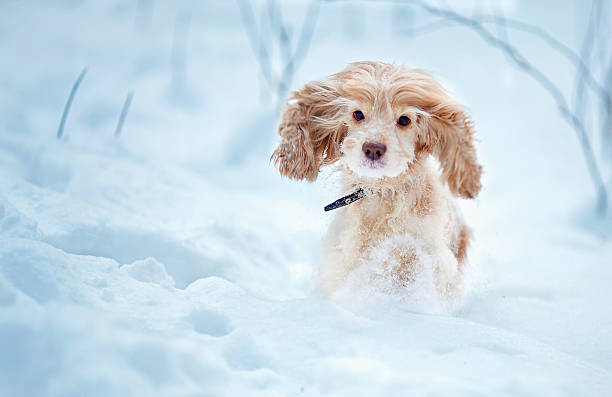 istock English cocker spaniel dog portrait in winter 536850459