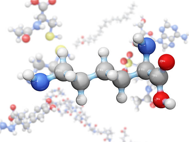 Amino Acid Lysine A model of a molecule of lysine, an amino acid. Amino acids are the building blocks of proteins and have many functions in metabolism. lysine stock pictures, royalty-free photos & images