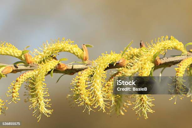 Willow Catkin Stockfoto und mehr Bilder von 2015 - 2015, Baum, Baumblüte