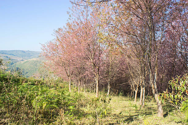 istock Sakura pink nature views in Phuromro Loei,Thailand 536855779