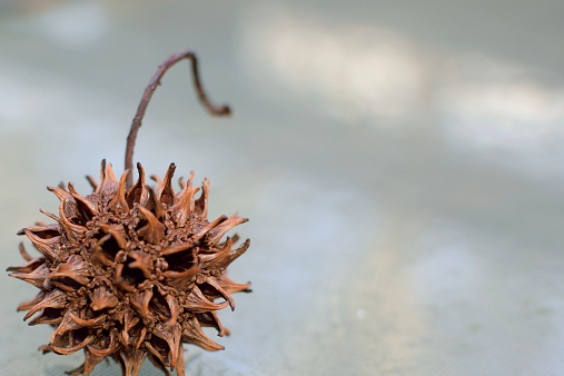 The seed pod of an American Sweetgum or Liquidambar styraciflua on a glass table