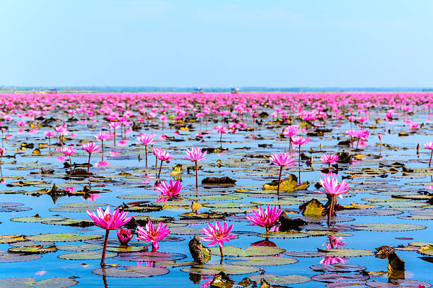 Sea of pink lotus Sea of pink lotus in Udon Thani, Thailand (unseen in Thailand) udon thani stock pictures, royalty-free photos & images