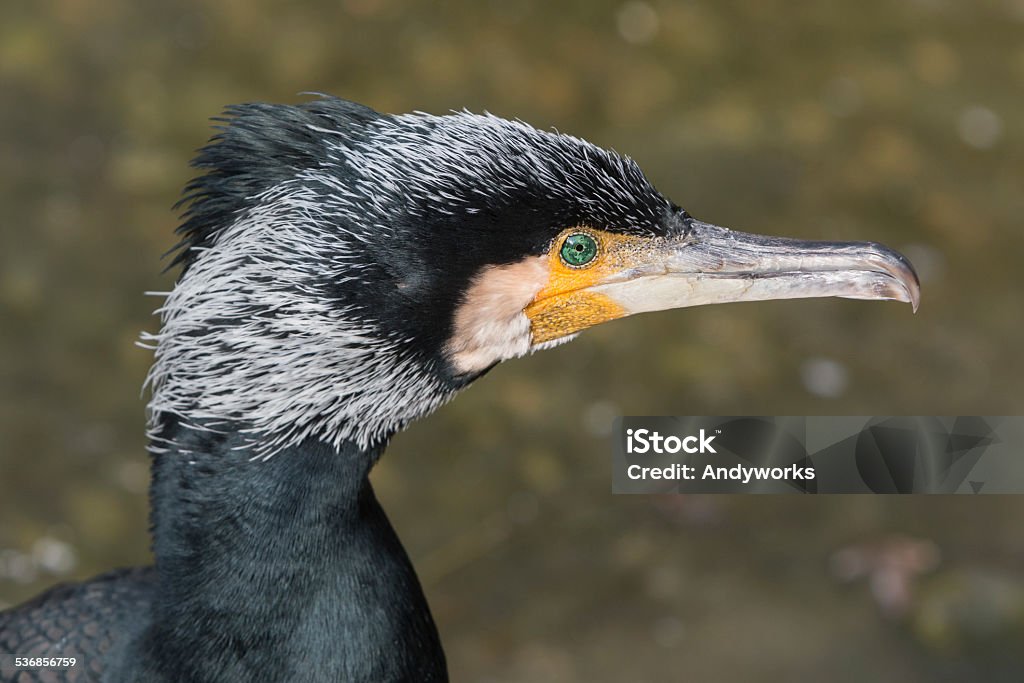 Great cormorant (Phalacrocorax carbo) Great cormorant (Phalacrocorax carbo) portrait Great Cormorant Stock Photo