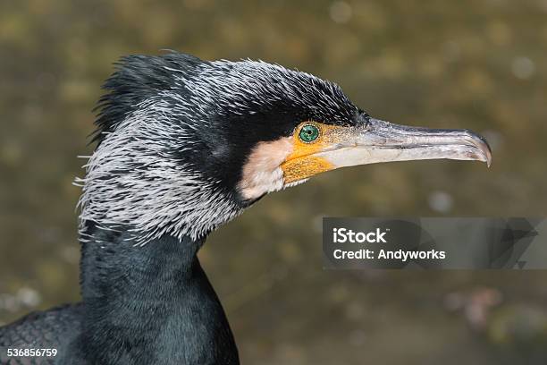 Great Cormorant Stock Photo - Download Image Now - Great Cormorant, 2015, Animal