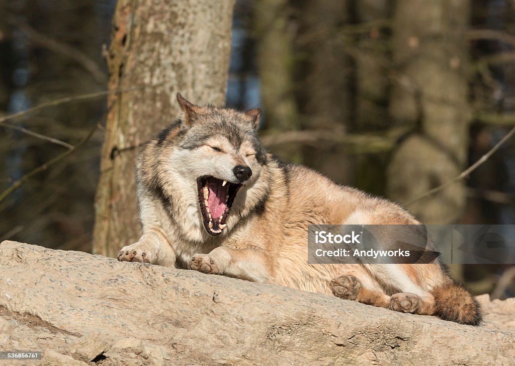 Canadian Timber Wolf Gähnen - Lizenzfrei Liegen Stock-Foto