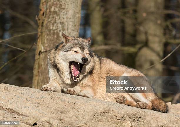 Canadian Timber Wolf Gähnen Stockfoto und mehr Bilder von Liegen - Liegen, Wolf, 2015