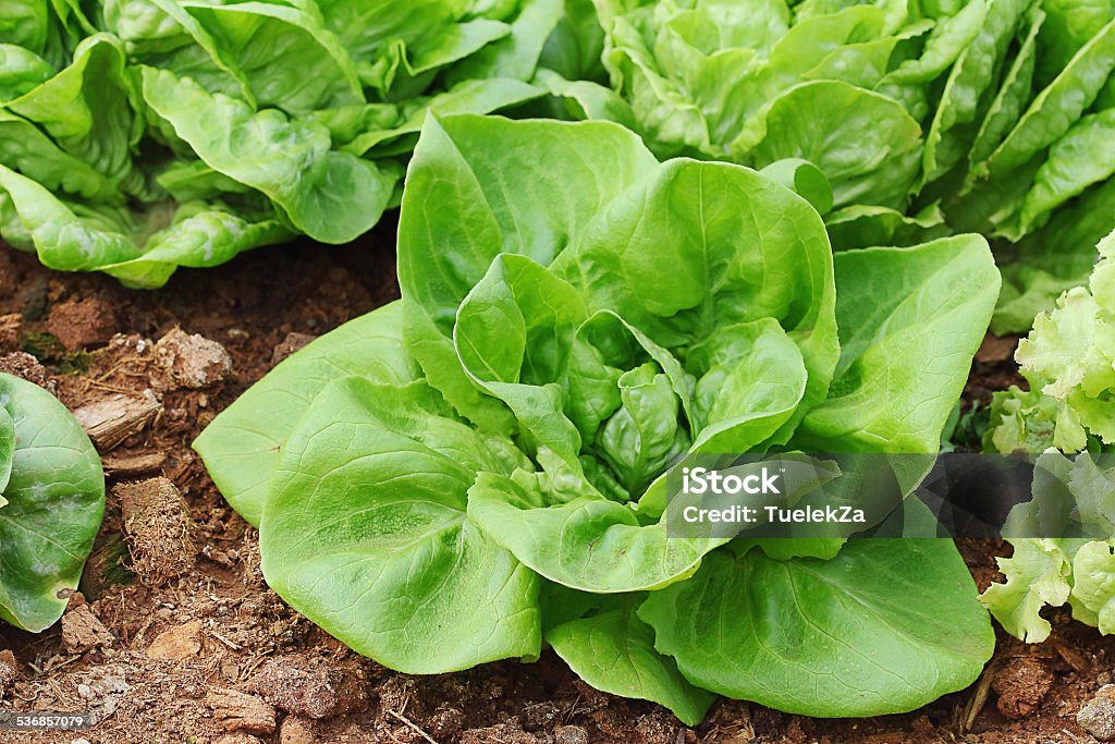 Légumes - Photo de 2015 libre de droits