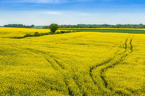 istock Colourful Fields of France 536865852