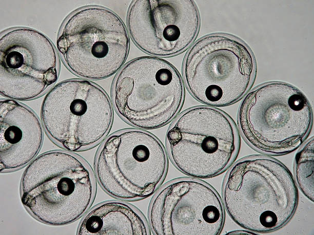Developing fish eggs under light (phase contrast) microscope Developing eggs of fish sea bream( Sparus aurata) animal embryo photos stock pictures, royalty-free photos & images