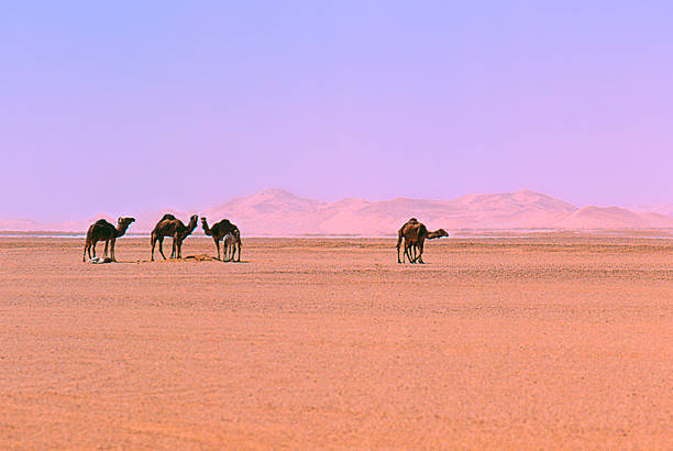 sahara - heat haze illusion desert heat photos et images de collection