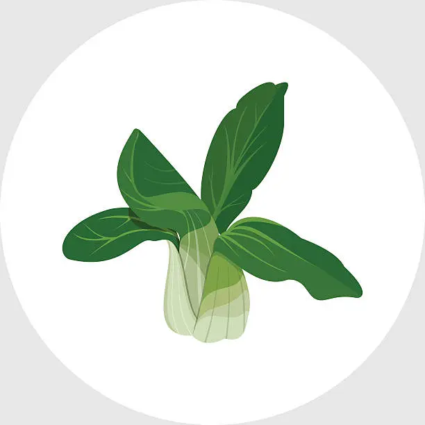 Vector illustration of Bok Choy - Chinese Cabbage