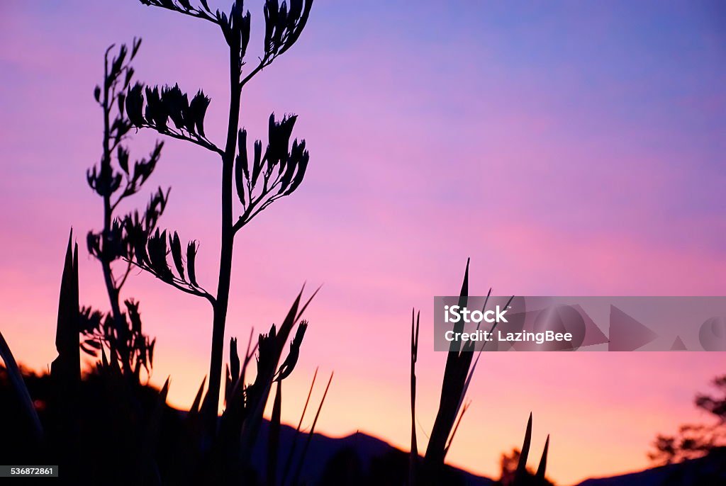 Harakeke (NZ Flax) Silhouette & Sunset Looking through New Zealand's native Flax (also known by it's Maori name Harakeke by both Maori & kiwi alike) to a pink sunset sky. 2015 Stock Photo