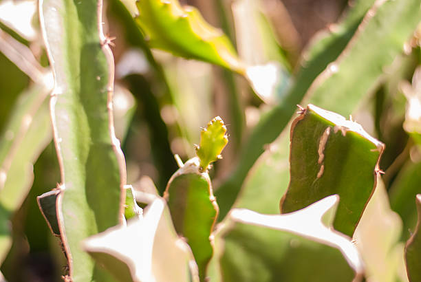 istock leaves of dragon fruit tree 536873563