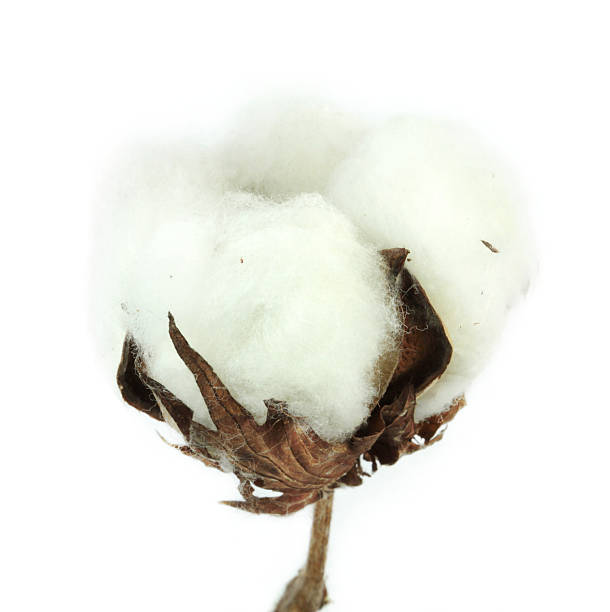 istock Cotton plant on white background. 536874622