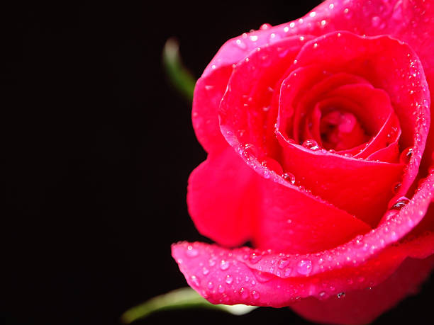 beautiful rose stock photo