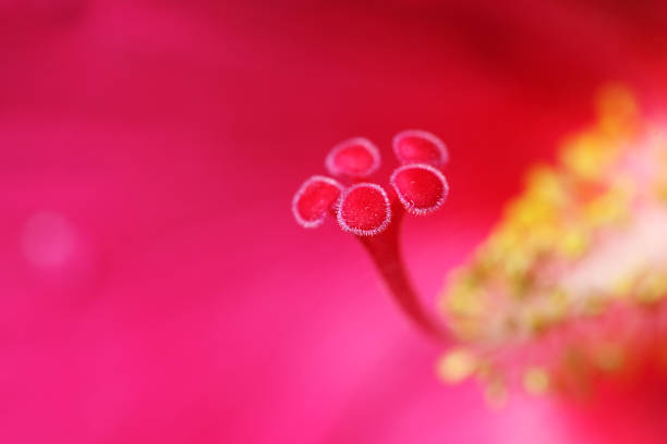 close up of hibiscus flower