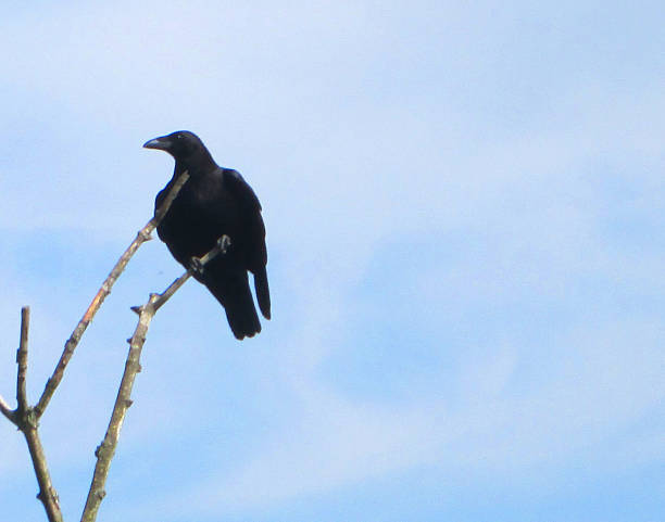 istock Image of single black crow bird perched on tree branch 536876445