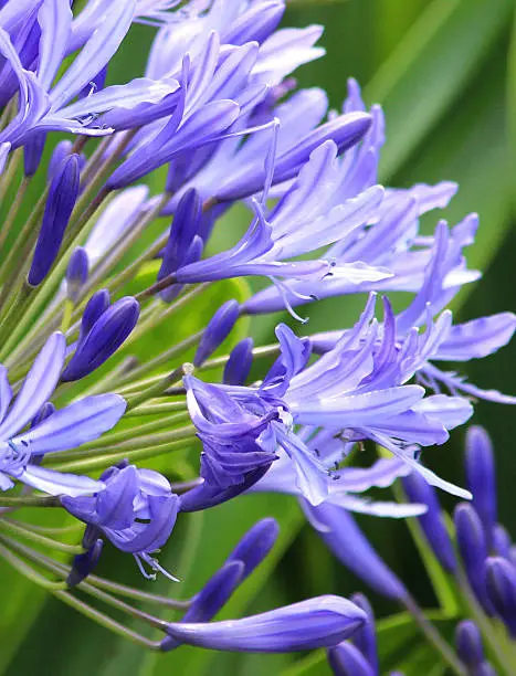Photo showing blue agapanthus flowers.  This flowering plant is part of a summer herbaceous garden border and is often named as the 'African Lily'.  The plant is a perennial and flowers all through the summer, right up until the early part of autumn.  Pink phlox flowers can be seen in the blurred background of the image.