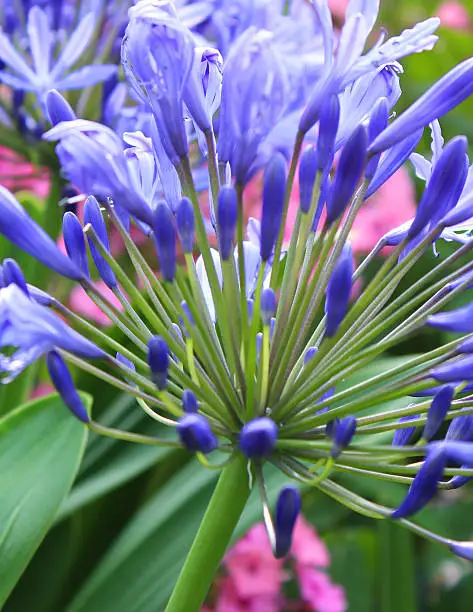 Photo showing blue agapanthus flowers.  This flowering plant is part of a summer herbaceous garden border and is often named as the 'African Lily'.  The plant is a perennial and flowers all through the summer, right up until the early part of autumn.  Pink phlox flowers can be seen in the blurred background of the image.