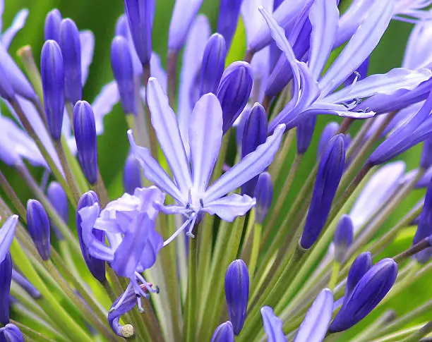 Photo showing blue agapanthus flowers.  This flowering plant is part of a summer herbaceous garden border and is often named as the 'African Lily'.  The plant is a perennial and flowers all through the summer, right up until the early part of autumn.  Pink phlox flowers can be seen in the blurred background of the image.