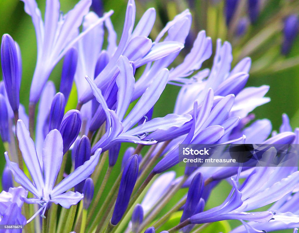 Image of blue agapanthus flowers, flowering plant, summer garden-border, African-lily Photo showing blue agapanthus flowers.  This flowering plant is part of a summer herbaceous garden border and is often named as the 'African Lily'.  The plant is a perennial and flowers all through the summer, right up until the early part of autumn.  Pink phlox flowers can be seen in the blurred background of the image. 2015 Stock Photo