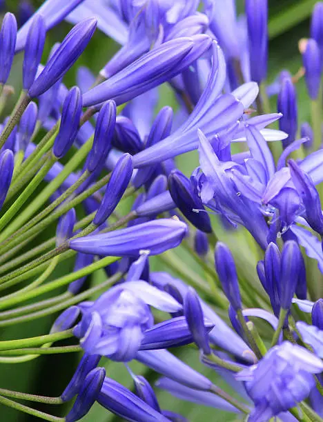 Photo showing blue agapanthus flowers.  This flowering plant is part of a summer herbaceous garden border and is often named as the 'African Lily'.  The plant is a perennial and flowers all through the summer, right up until the early part of autumn.  Pink phlox flowers can be seen in the blurred background of the image.