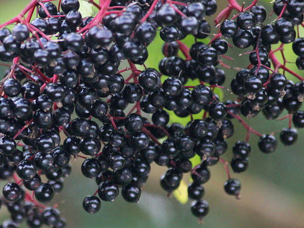 Ripe, elderberry berries, black elderberries in hedgerow, elder berries (Sambucus)