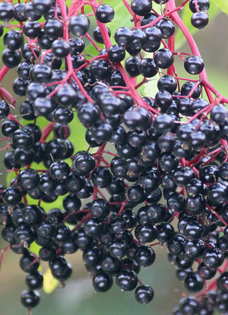 istock Ripe, elderberry berries, black elderberries in hedgerow, elder berries (Sambucus) 536876925