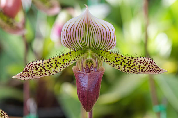 paphiopedilum orchid - ladyslipper foto e immagini stock