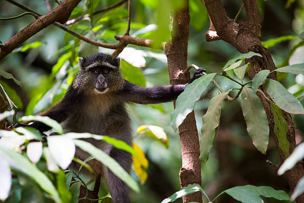 istock Portrait of a Blue Monkey face in Lake Manyara 536877603