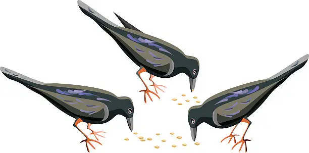Vector illustration of birds pecking seeds