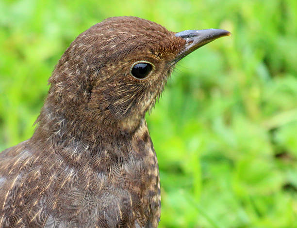 Photo showing a young common blackbird (Turdus merula) on garden lawn, looking for food and insects, such as worms.
